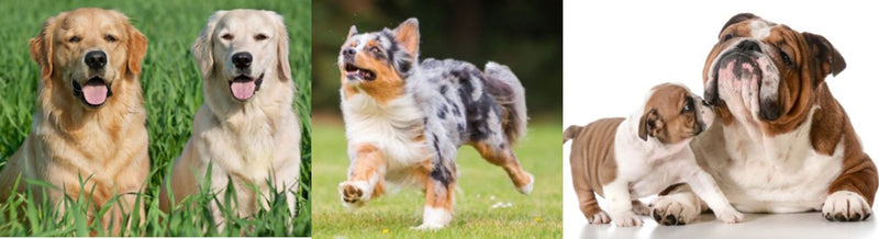 CÓMO MANTENER FELIZ Y CON BUENA HIGIENE A TU PERRO