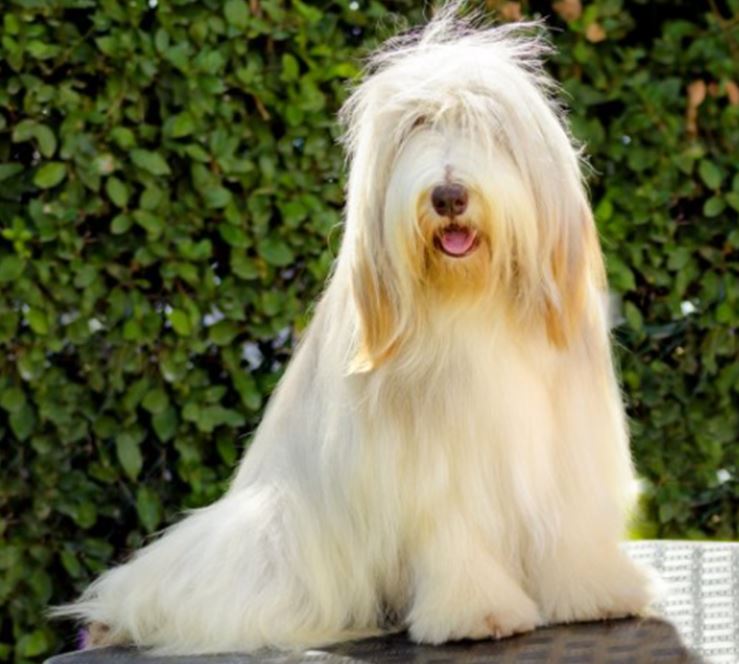 Desenredante Xtra Liss Pro Perros Biogance 500 ml Mascotas mundolimpio.cl 