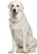 Shampoo White Snow Biogance 250 ml Mascotas Mundo Limpio 