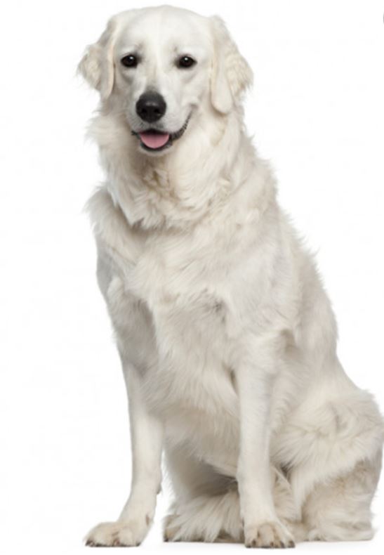Shampoo White Snow Biogance 250 ml Mascotas Mundo Limpio 