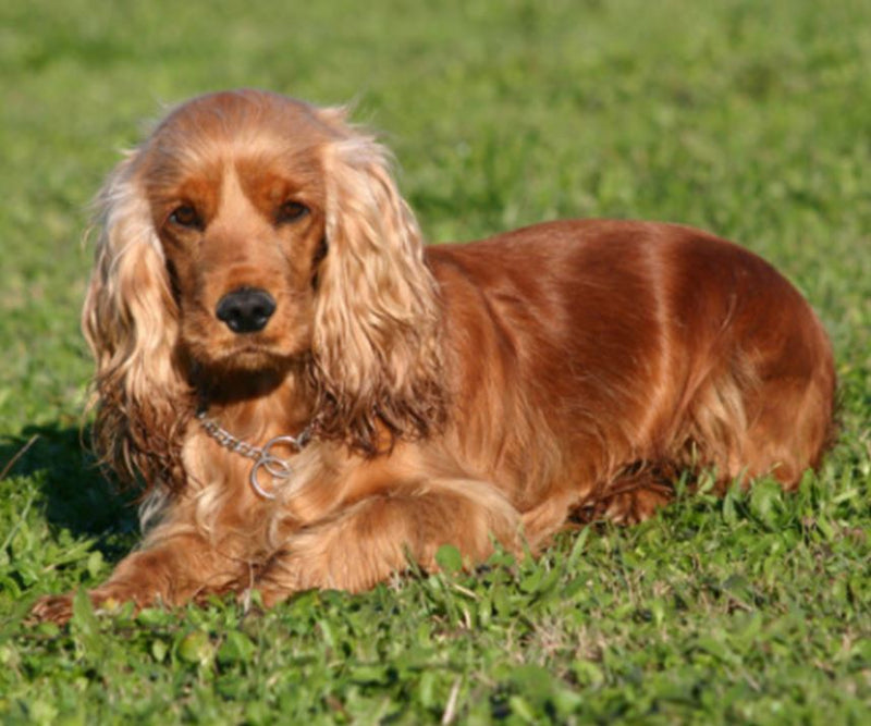 Shampoo y Acondicionador 2 en 1 Biogance 250 ml Mascotas mundolimpio.cl 